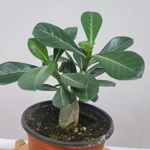 봄봄 석화 2개 사막의장미 소품 아프리카식물 코덱스 괴근식물