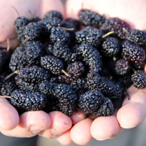 웬만한 소화제보다 좋은 고창 햇 오디