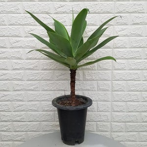 아가베 아테누아타65  공기정화식물  꽃 나무