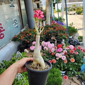 석화  화이트  무늬 핑크 랜덤 아프리카식물 코덱스 괴근식물