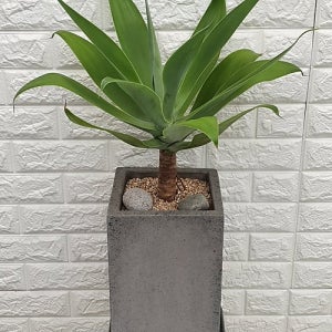 아가베 아테누아타100 사각화분 완성분 꽃 나무 공기정화식물