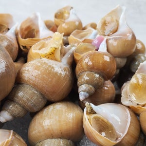 선주가 직접 잡은 포항 구룡포 백고동(백골뱅이) 1kg 소소 (58-65미)