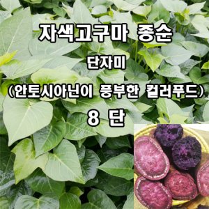 고구마모종 최저가 가성비상품