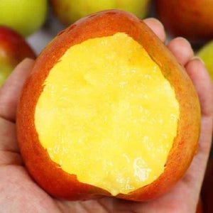 김천 후무사 자두 특상 4.5kg