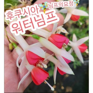 후쿠시아 보라