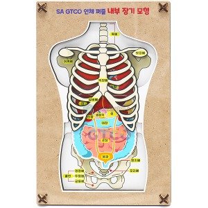 SA GTCO 인체 퍼즐내부장기모형(3pcs)(1인용) 과학교구