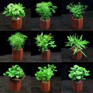 피알피쉬 마구잡이 포트수초 4종세트 / 구피 새우 치어 은신 어항 쉬운 초보수초