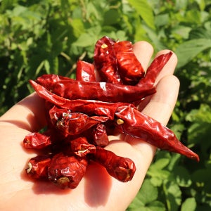 자연닮음 베트남 건고추 1kg 아주 매운 말린 고추 땡초