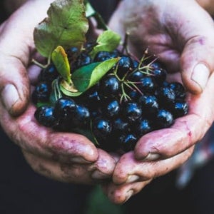 왕의 열매 25년 아로니아