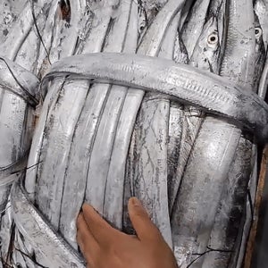 싱싱하고 부드러운 생물 토막 먹갈치