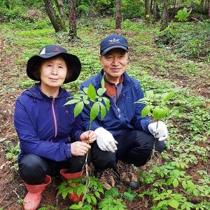 산삼장뇌삼 최저가 가성비상품