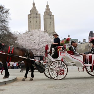 [E티켓 사용] 뉴욕: 센트럴 파크 말이 끄는 마차 투어