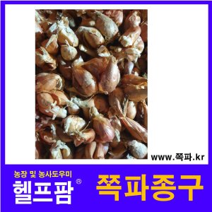 쪽파종구 최저가 가성비상품