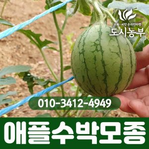 애플수박모종 최저가 가성비상품