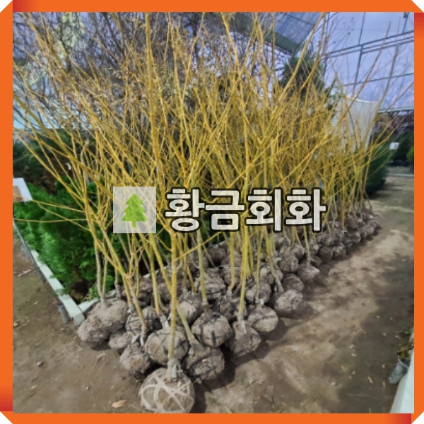 황금<b>회화나무</b> 묘목 R5cm