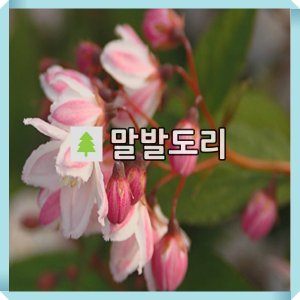 애기말발도리 나무 스트로베리 필드 4치장포트 묘목 서산조경마켓 1개