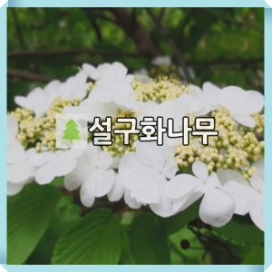 설구화 최저가 가성비상품