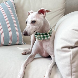 그린 타탄 체크 마틴게일 강아지 목줄, 다하운드 (Dahound)