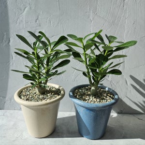 미니바오밥 나무 석화 사막의장미 아프리카식물, 브리스플랜트