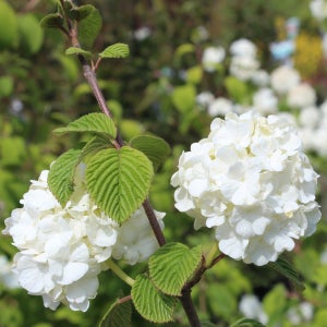 설구화(수구화)