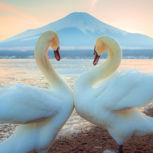 [운전기사포함] 아라쿠라야마 센겐 공원 또는 후지산 고고메&가와구치 호수 계절 한정 단풍 구경&야마나카 호수 1일 투어 (도쿄 출발)
