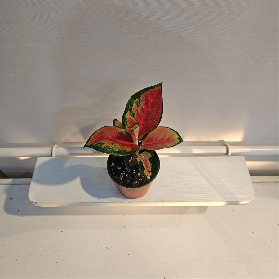 레드엔젤