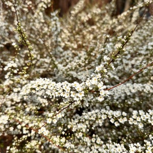 설유화(설류화)/가는잎조팝나무