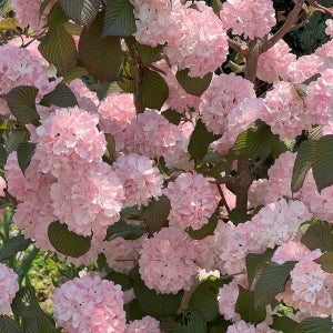 분홍설구화(핑크오데마리)