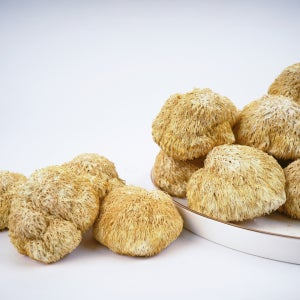 울진 금강송 숲🌲에서 자란 🍄건조노루궁뎅이버섯🍄, 노루마루