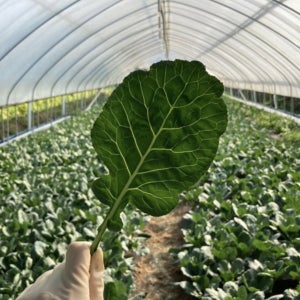 비타민K 가득한 케일 500g