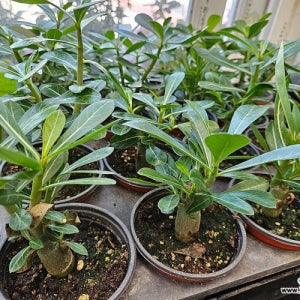 석화 아데니움 미니바오밥나무 실내 화분 공기정화식물