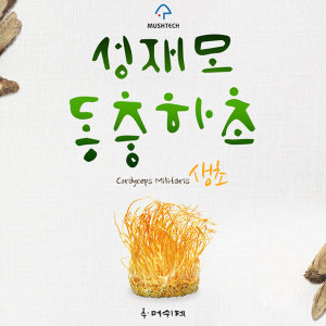 성재모<b>동충하초</b> 생초 80g X 4통 부모님선물 현미