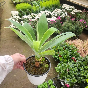 아가베 아가페 인기공기정화식물 한정수량판매