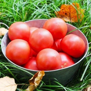 가장 맛있을 때 먹는 완숙 토마토 2.5kg