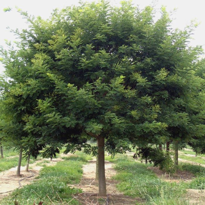 <b>회화 나무</b> 묘목 <b>회화나무</b> 실생 2년 특묘