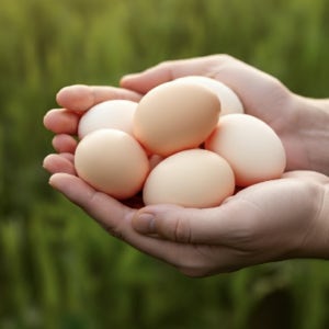 백봉오골계란 유정란 (난각번호 1번) 30구