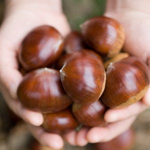 공주 정안 밤 2kg