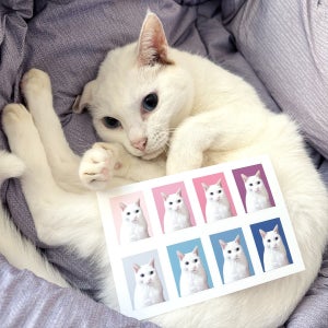 🐶반려동물 증명사진+UV스티커 set🐱컬러 배경, 험블스튜디오