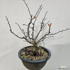 한창 꽃몽우리가 나오는 장수매화 분재 나무