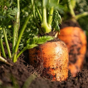 최상급 제주 구좌 당근 3kg(28개 내외)