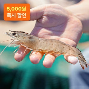 [라면 무료증정] 정성담은 신안 흰다리 새우 1kg (30 ~ 35미 내외)