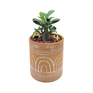 [공기정화식물] 미니바오밥나무(석화)