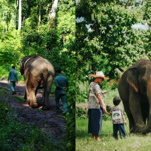 [개인 투어] 윈난 시쐝반나+푸얼 맹와 녹지 6일 5박