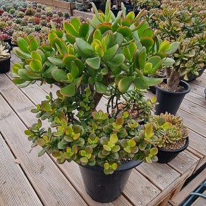 염좌변이 다육이 종류