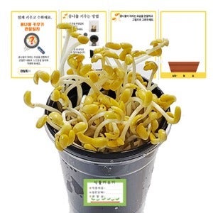 콩나물키우기 기르기 키트 국산콩 새싹키우기(관찰일지포함)