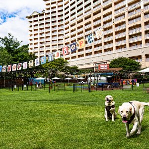 소노펫 비발디파크 홍천 소노호텔앤리조트_패밀리(Pet Club 취사/파크뷰/침대)