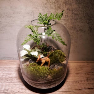 모람  주문제작 작은 숲의 담비 테라리움, moram_terarium