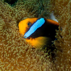 3D/2N 아일랜드 호핑 탐험: 엘니도 출발 코론 또는 코론 출발 엘니도