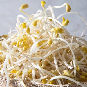 아삭아삭 싱싱한 산소 콩나물[1kg]