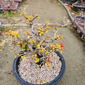 장수매화 0095 분재 나무